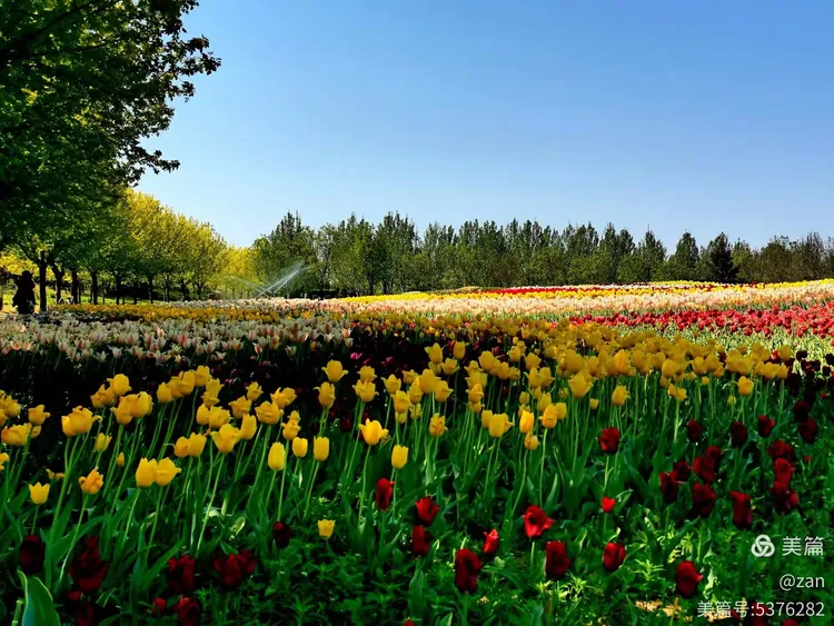 北京国际鲜花港